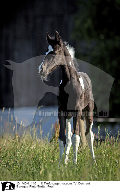 Baroque-Pinto-Trotter Foal / VD-01116