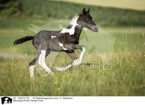 Baroque-Pinto-Trotter Foal / VD-01118