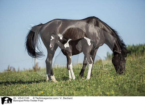 Baroque-Pinto-Trotter Foal / VD-01120
