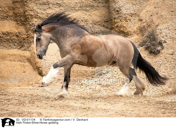 Irish-Tinker-Shire-Horse gelding / VD-01134
