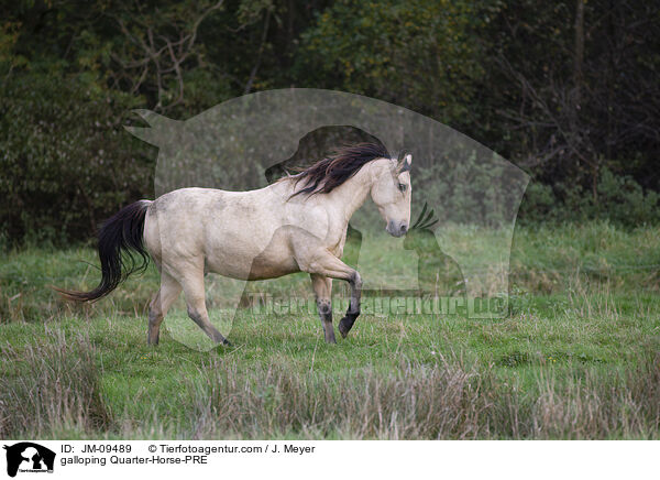 galoppierendes Quarter-Horse-PRE / galloping Quarter-Horse-PRE / JM-09489