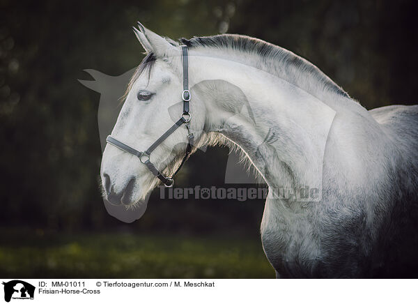 Frisian-Horse-Cross / MM-01011