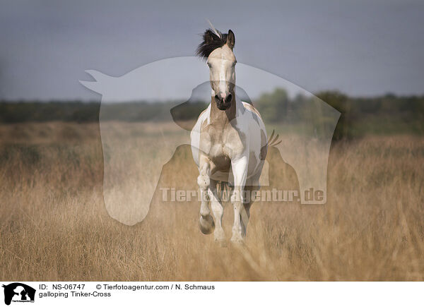 galloping Tinker-Cross / NS-06747