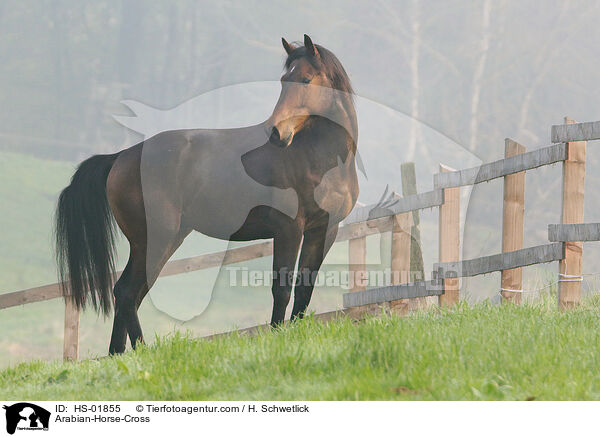 Arabian-Horse-Cross / HS-01855