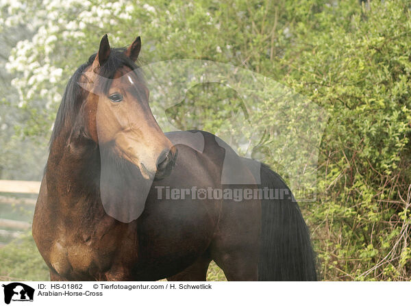 Arabian-Horse-Cross / HS-01862