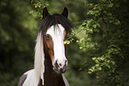 German-Riding-Pony-Tinker-Mix portrait