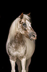 Pony-cross Portrait