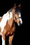 Riding-Pony-Cross Portrait