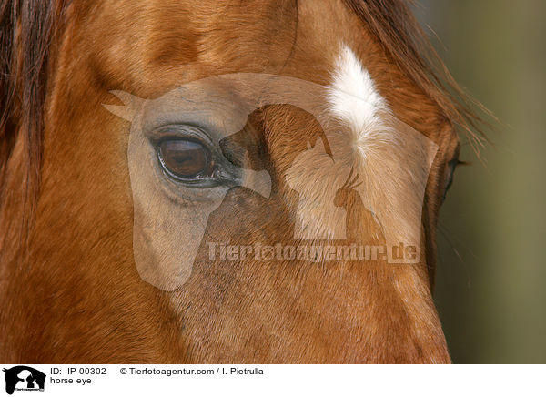 horse eye / IP-00302