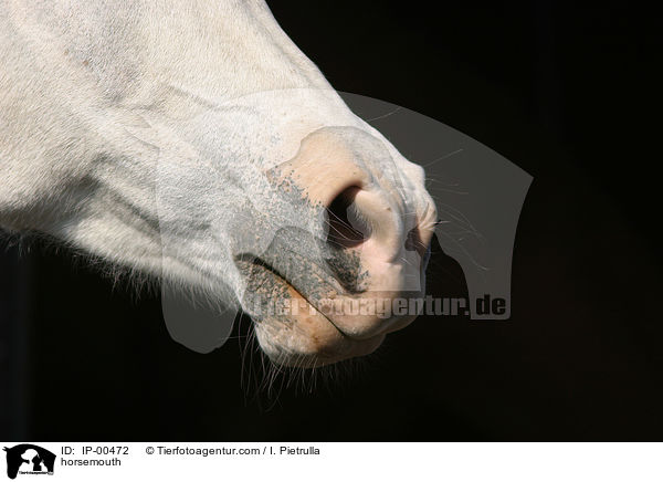 horsemouth / IP-00472