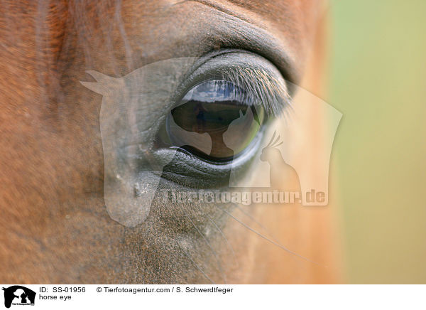 horse eye / SS-01956