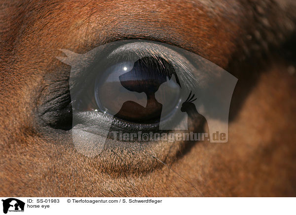 horse eye / SS-01983