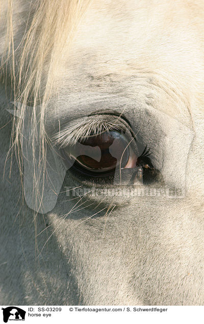 horse eye / SS-03209