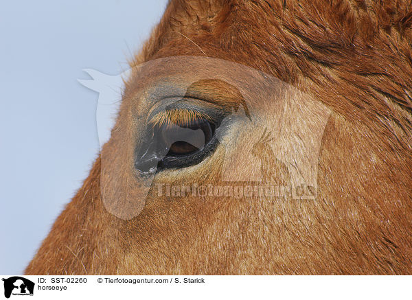 horseeye / SST-02260