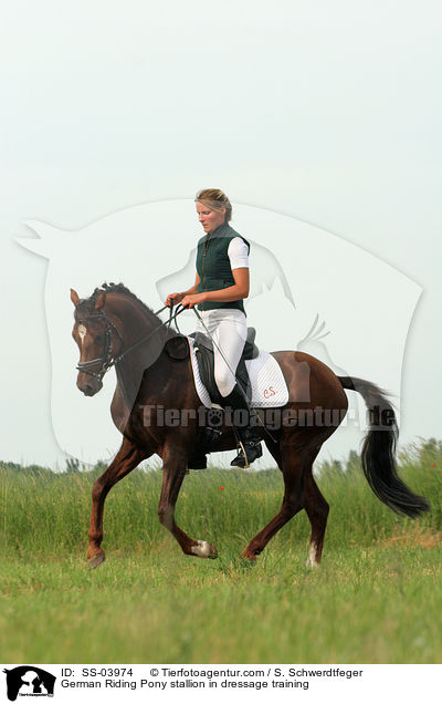 German Riding Pony stallion in dressage training / SS-03974