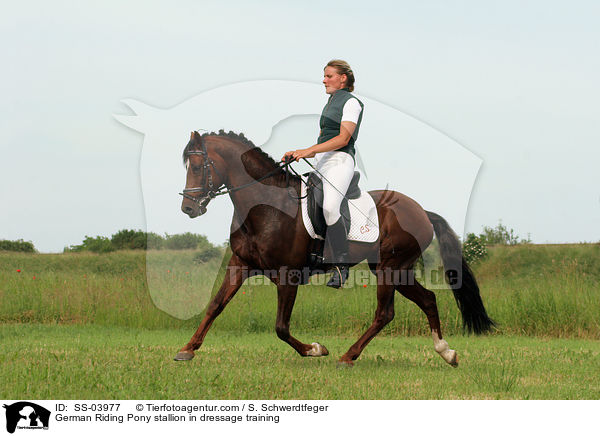 German Riding Pony stallion in dressage training / SS-03977