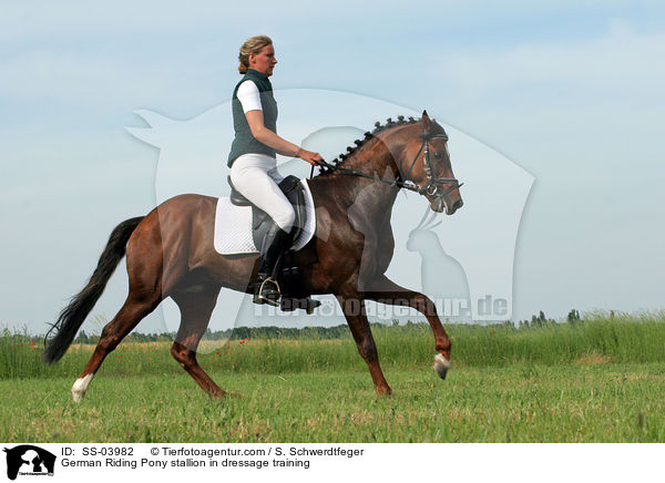 German Riding Pony stallion in dressage training / SS-03982