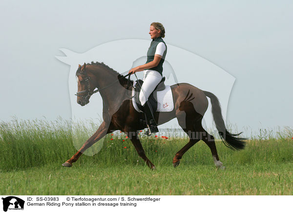 German Riding Pony stallion in dressage training / SS-03983