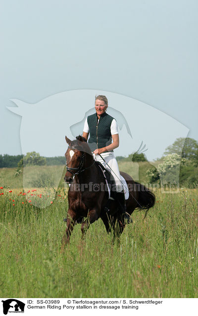 German Riding Pony stallion in dressage training / SS-03989