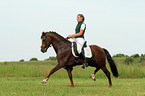 German Riding Pony stallion in dressage training