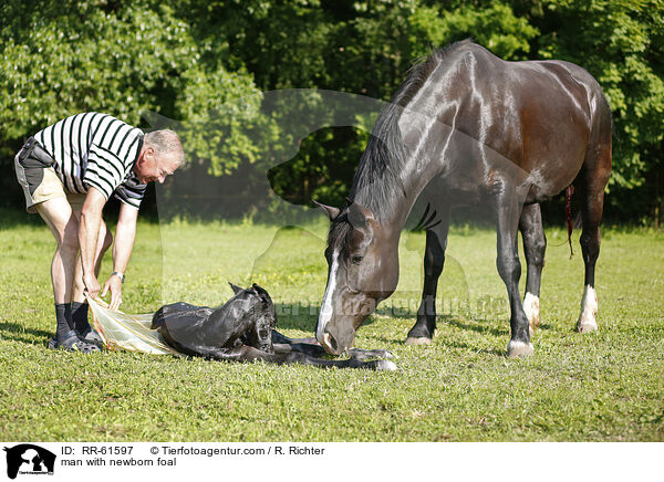 man with newborn foal / RR-61597