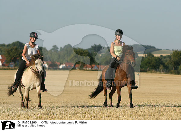 riding a gaited horse / PM-03260