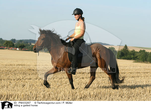 riding a gaited horse / PM-03267