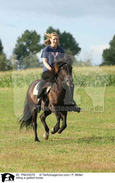 riding a gaited horse / PM-03275
