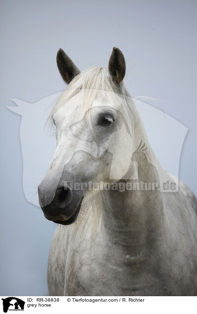 grey horse / RR-38838