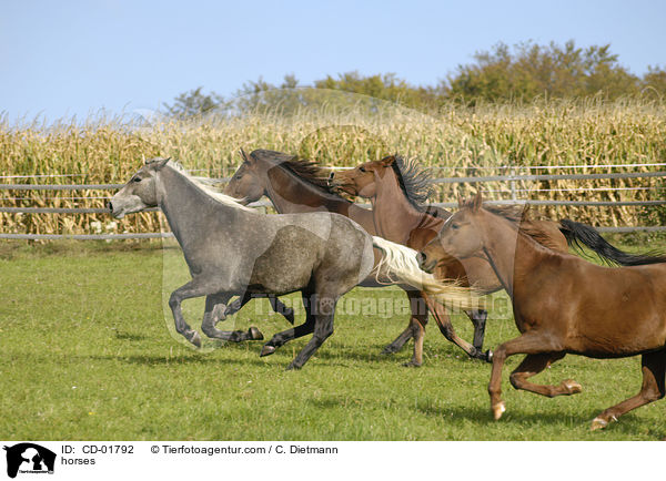 Pferdeherde / horses / CD-01792