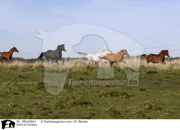 herd of horses / RR-02841