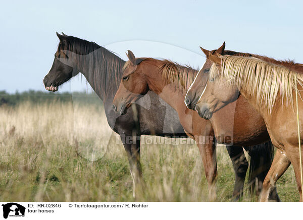 four horses / RR-02846