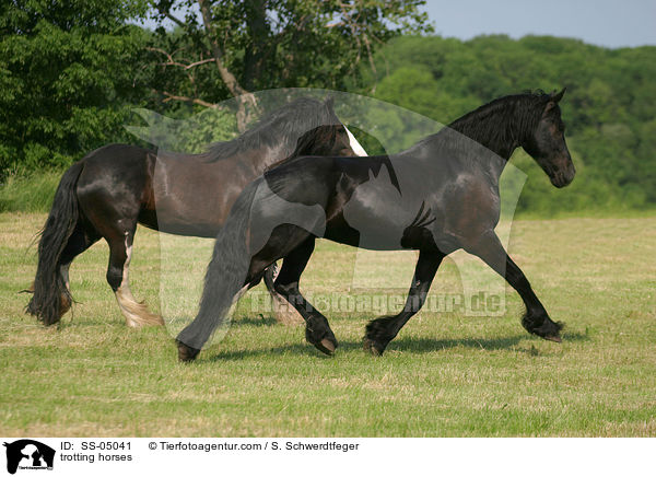 trotting horses / SS-05041