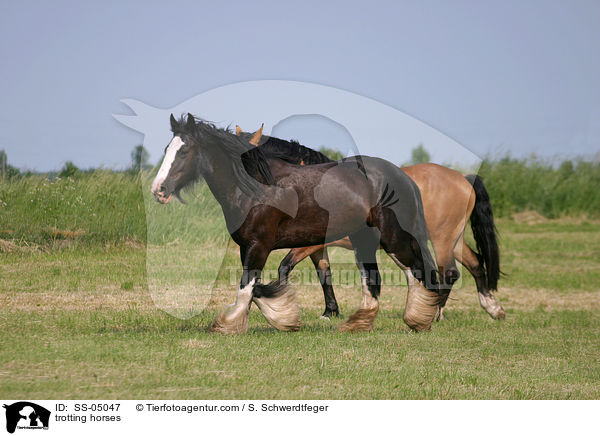 trabende Pferde / trotting horses / SS-05047