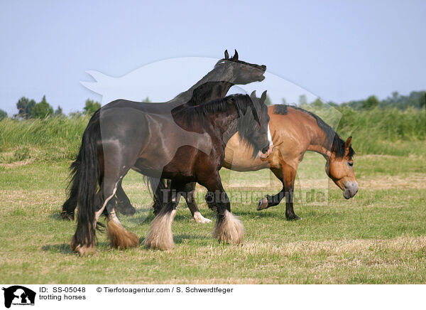 trabende Pferde / trotting horses / SS-05048