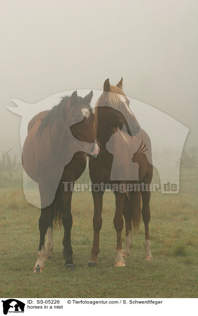 Deutsche Reitponies im Nebel / horses in a mist / SS-05226