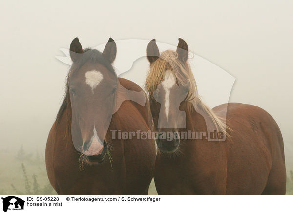 Deutsche Reitponies im Nebel / horses in a mist / SS-05228