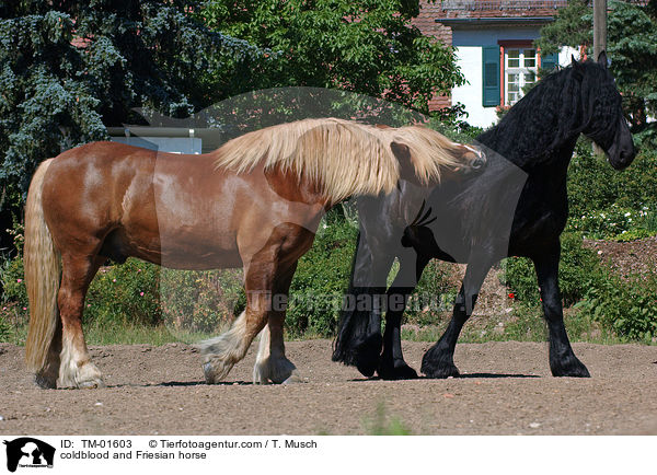 coldblood and Friesian horse / TM-01603
