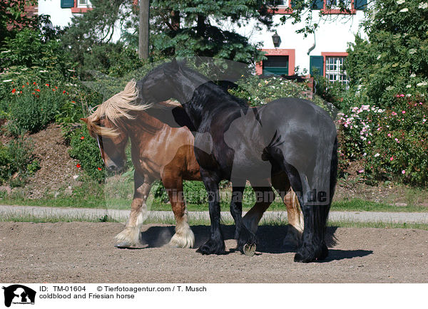 coldblood and Friesian horse / TM-01604