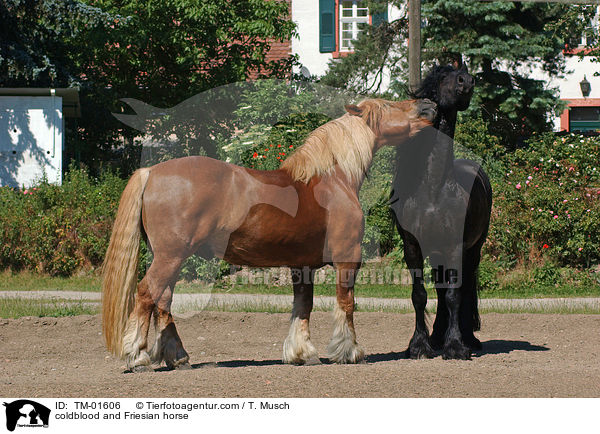 coldblood and Friesian horse / TM-01606