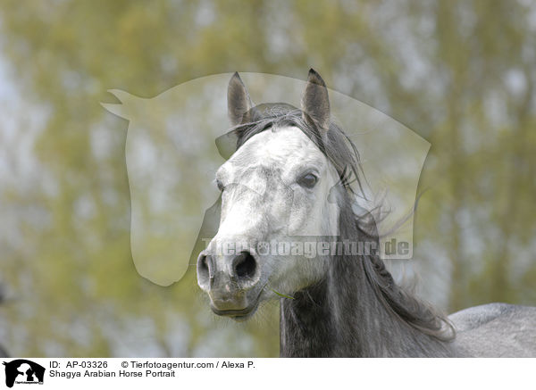 Shagya Arabian Horse Portrait / AP-03326