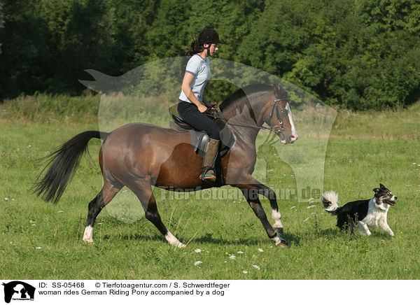 woman rides German Riding Pony accompanied by a dog / SS-05468