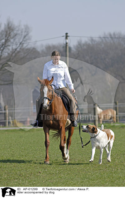 rider accompanied by dog / AP-01299