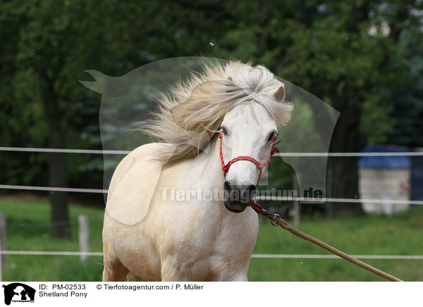 Shetland Pony / PM-02533