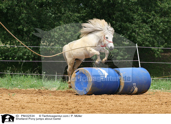Shetland Pony jumps about barrel / PM-02534