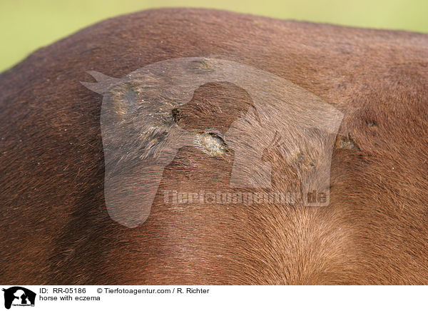 horse with eczema / RR-05186
