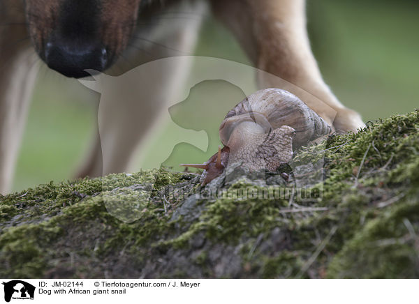 Dog with African giant snail / JM-02144