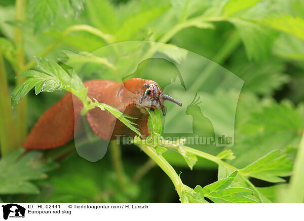 Rote Wegschnecke / European red slug / HL-02441