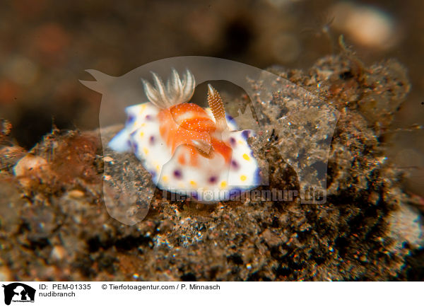 nudibranch / PEM-01335