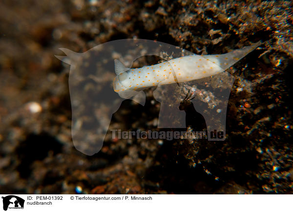 nudibranch / PEM-01392